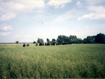 Obóz w zbożu
