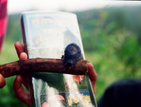 1995.07.03-24 - Obóz Izby, rębacz pstry 