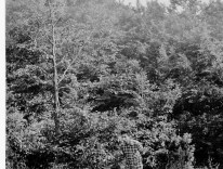 Bieszczady