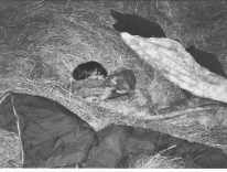 Pielgrzymka na Jasną Górę